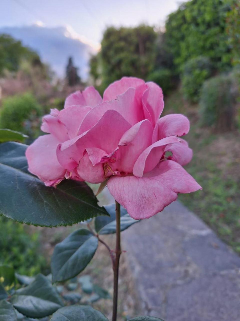 B&B Le Rose Di Paola Санта-Мария-а-Монте Экстерьер фото